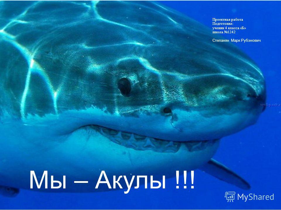 скачать картинки акулы Hungry shark: evolution v6. 4. 8 скачать андроид игру бесплатно.