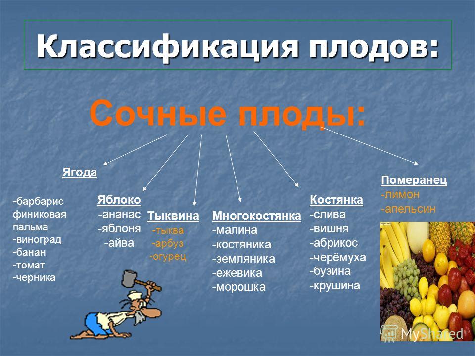 PPT - Презентация "Виды плодов" Выполнил: Матусевич Светлана Александровна Power