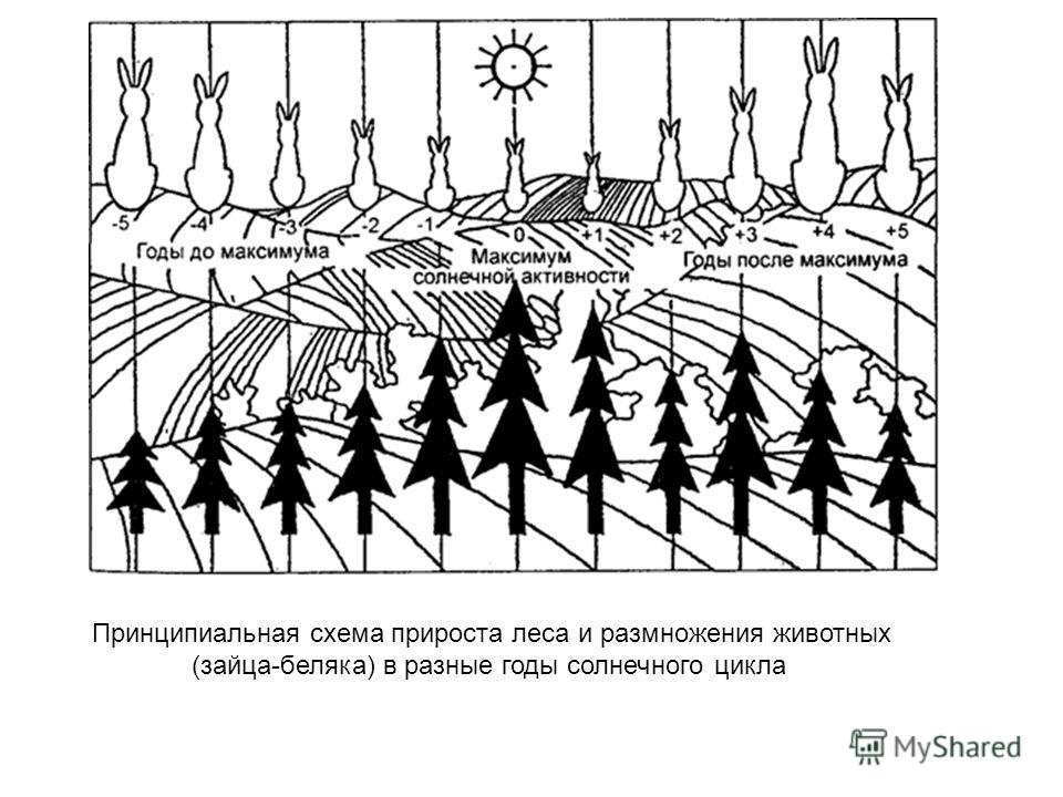 Принципиальная схема прироста леса и размножения животных (зайца-беляка) в разные годы солнечного цикла