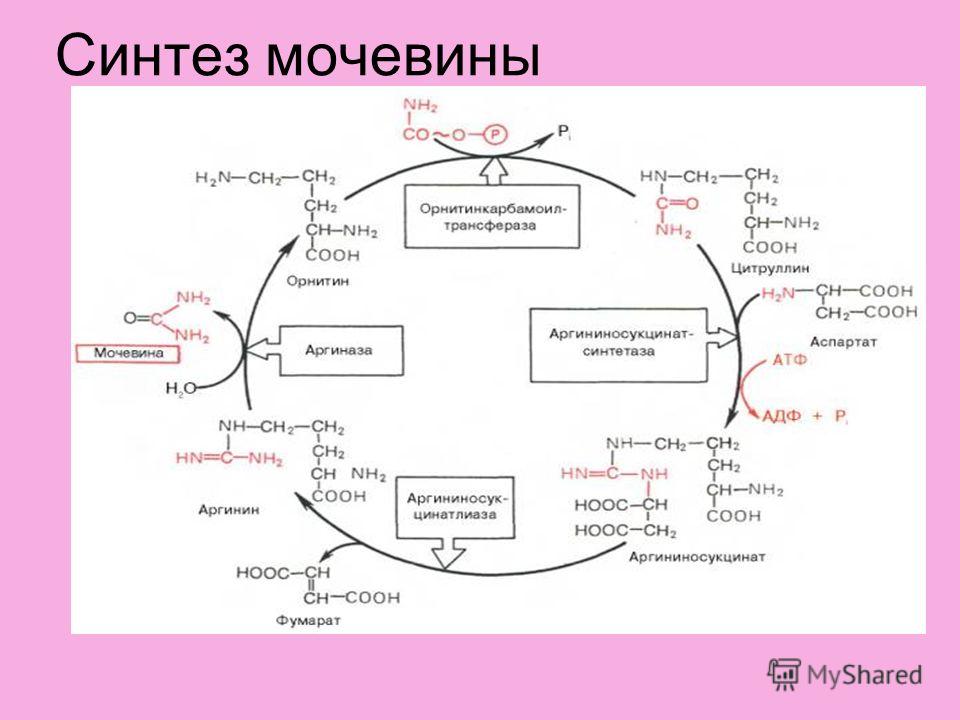 Синтез мочевины реакции Shtampik.com