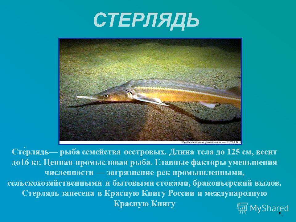 Красная Книга России Рыбы Фото