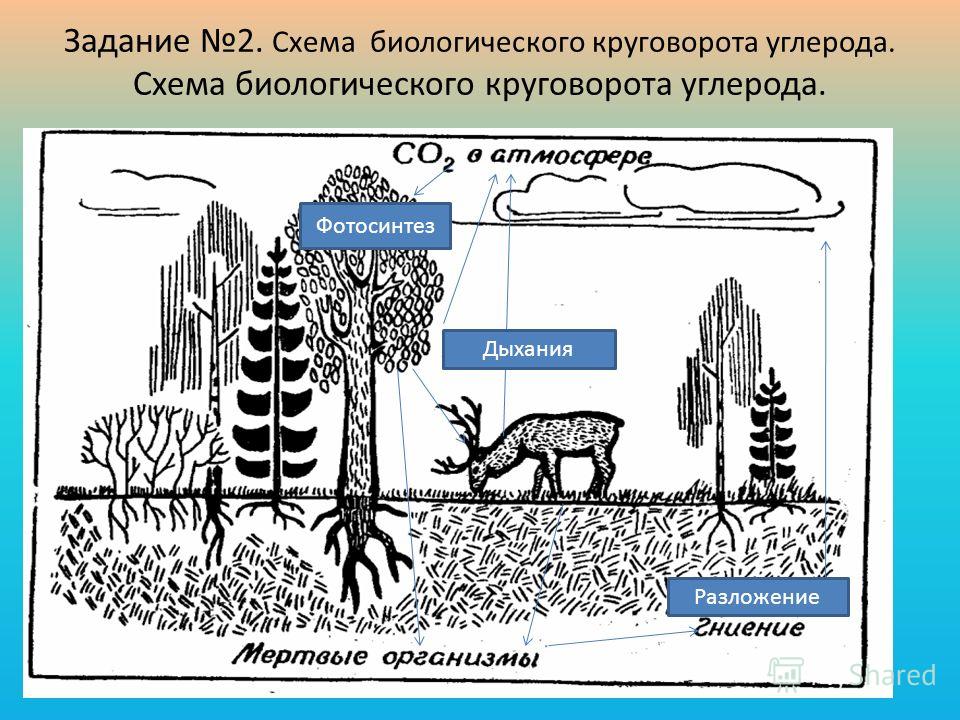 Схема биологический круговорот веществ Схема биологический круговорот веществ