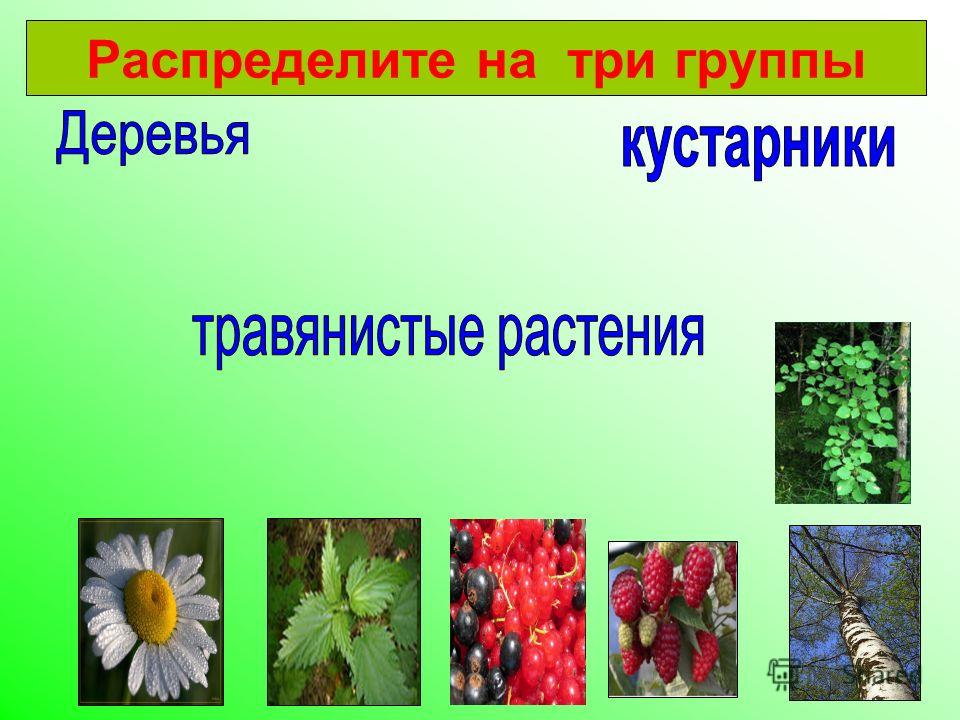 Стоят в поле сестрички, желтый глазок, белые реснички. Ответ! Стоят в поле сестрички, желтый глазок, белые реснички. Ответ!