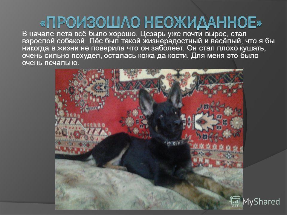 Презентация На Тему Мое Любимое Животное Собака Презентация На Тему Мое Любимое Животное Собака