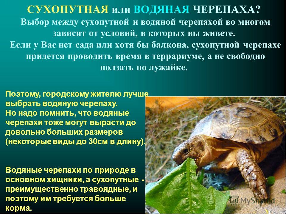 Как живет в домашних условиях сухопутная черепаха Как живет в домашних условиях сухопутная черепаха