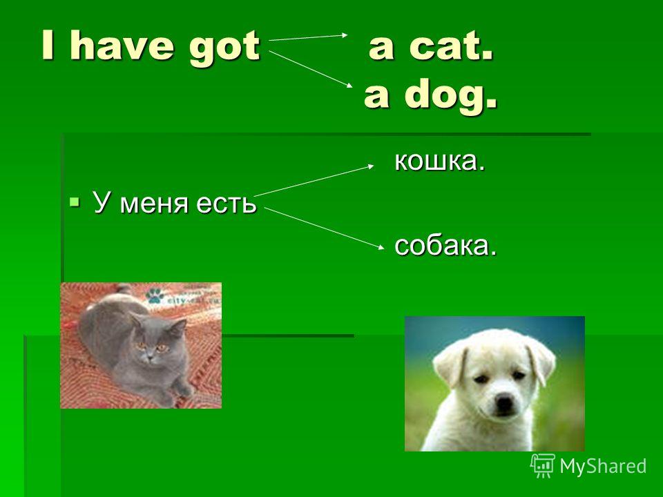 Скачать бесплатно презентацию по английскому языку 6 класс люблю мою собаку