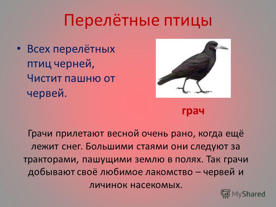 Перелетные птицы проект 2 класс