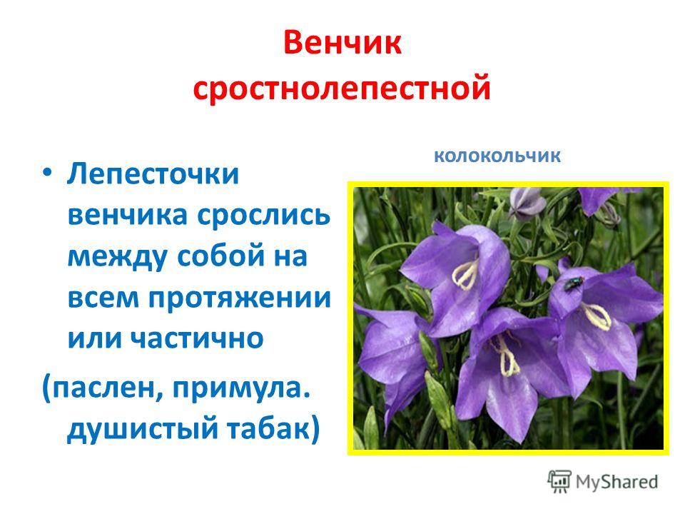 Околоцветник чашечка и венчик