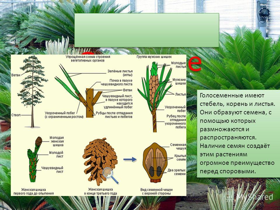 Растения которые образуют семена Растения которые образуют семена