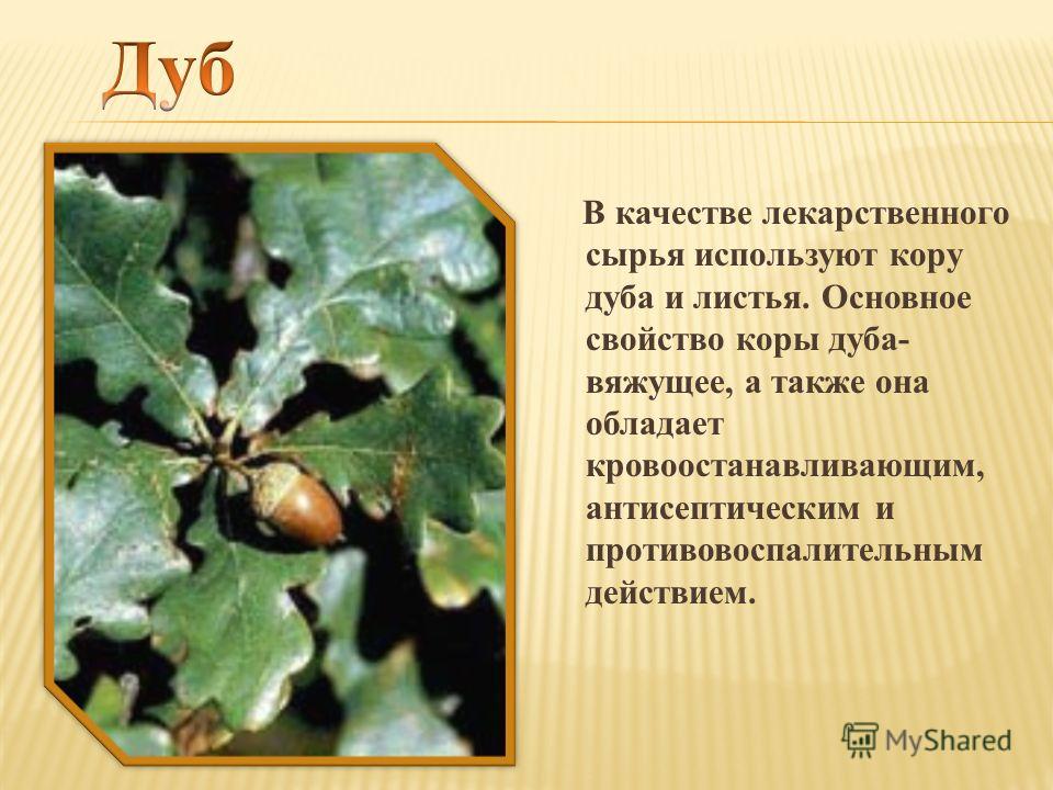 В качестве лекарственного сырья используют кору дуба и листья. Основное свойство коры дуба- вяжущее, а также она обладает кровоостанавливающим, антисептическим и противовоспалительным действием.