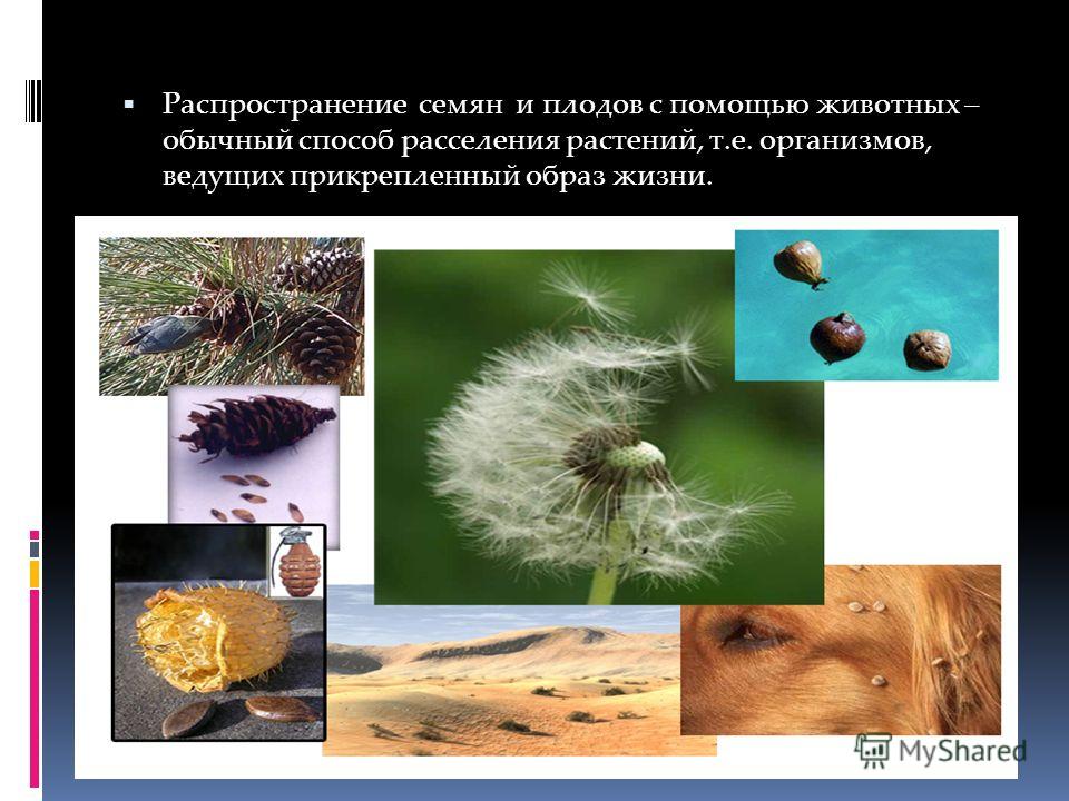 Посев на флору рост нормофлоры Посев на флору рост нормофлоры