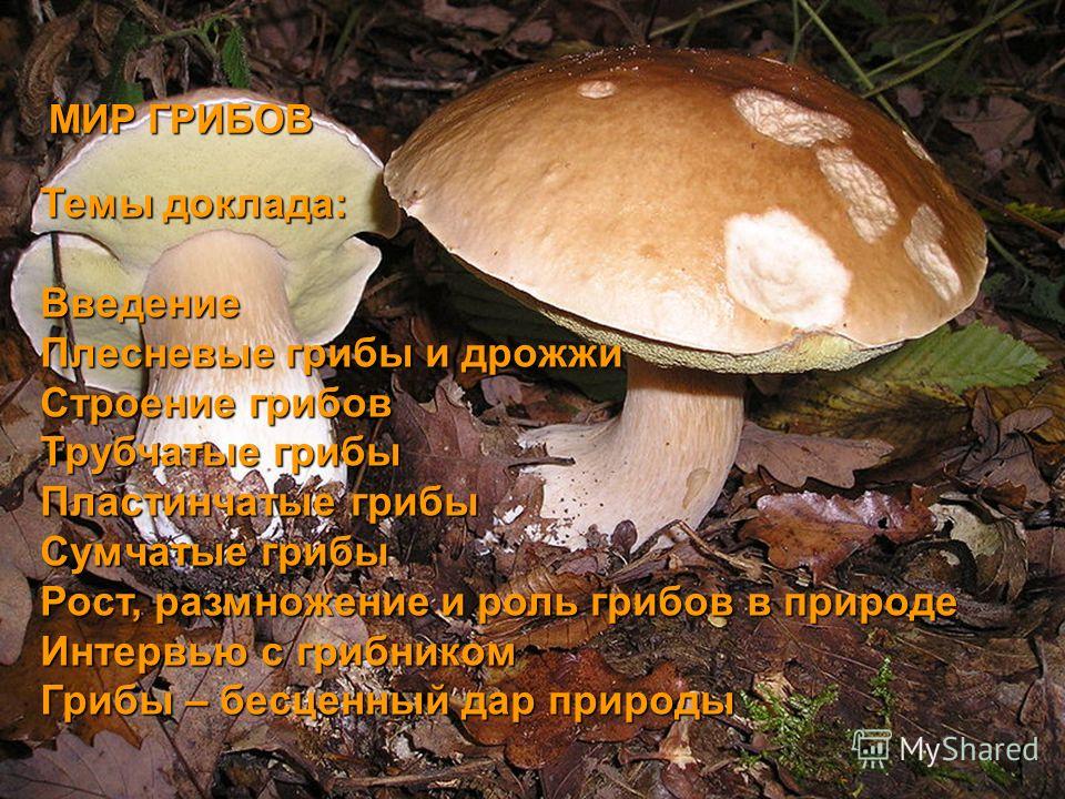 Болезни Дрожжей Небольшое Как Выглядят Реферат Болезни Дрожжей Небольшое Как Выглядят Реферат