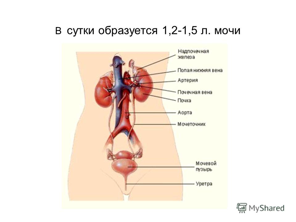 Человек рисунок схематический Человек рисунок схематический