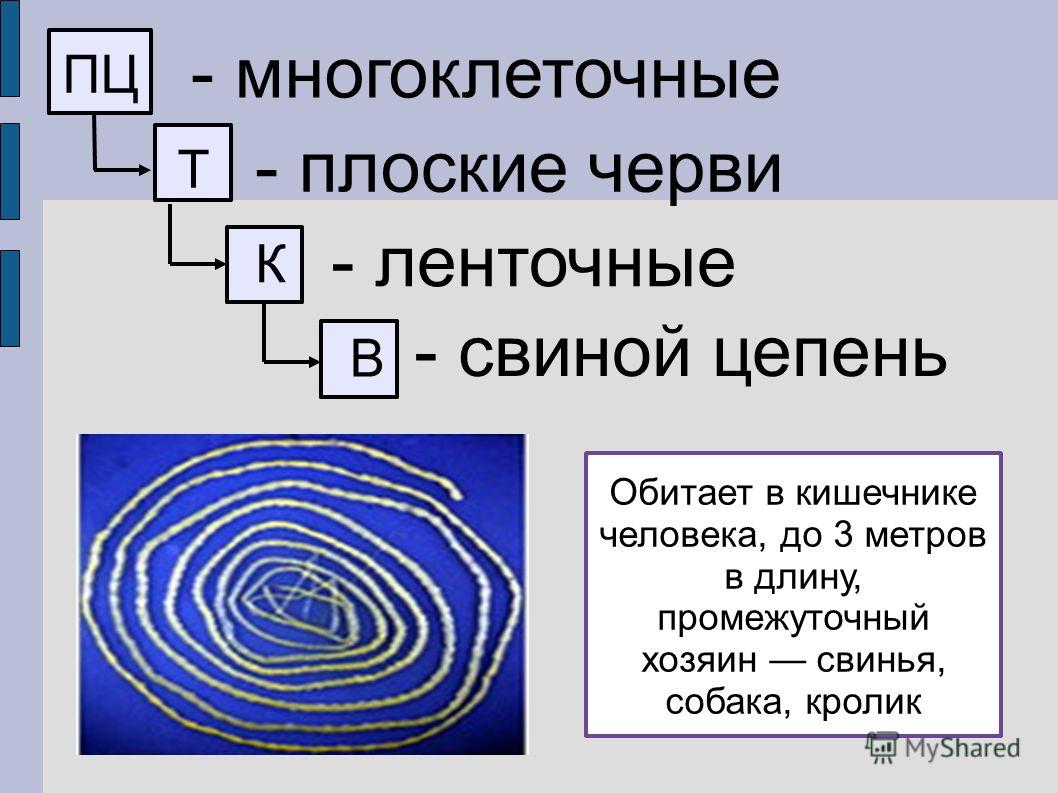 Народные советы от паразитов