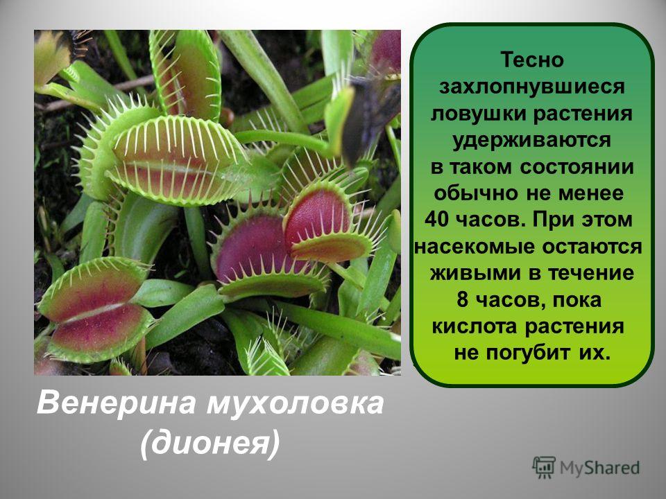 Паспорт растения Венерина мухоловка