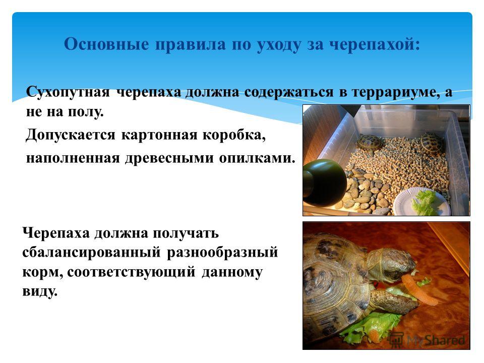 Как ухаживать за черепахой в домашних условиях чем кормить Как ухаживать за черепахой в домашних условиях чем кормить