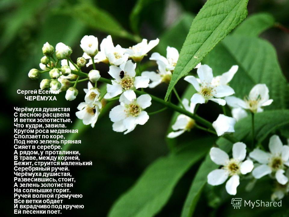 Педсовет - Персональный помощник педагога Москва. Где купить монгольский кашемир фирмы GOBI? Одежда