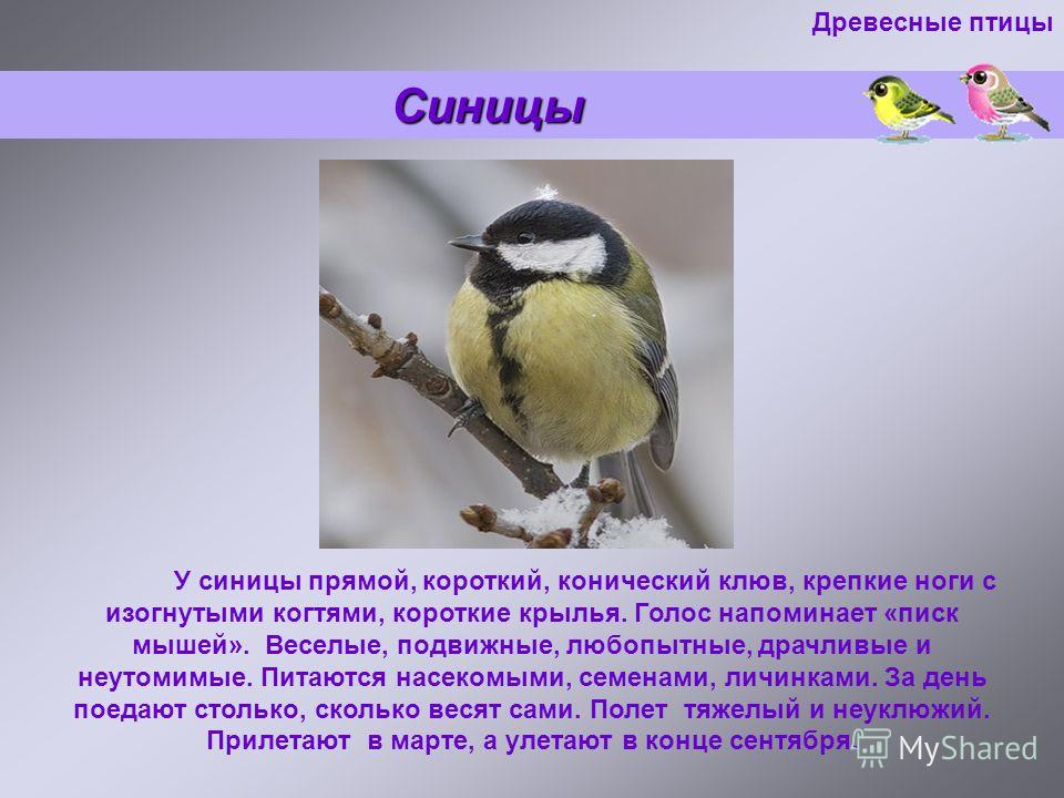 Почему клюв синицы совсем не похож на клюв дятла или коршуна Почему клюв синицы совсем не похож на клюв дятла или коршуна