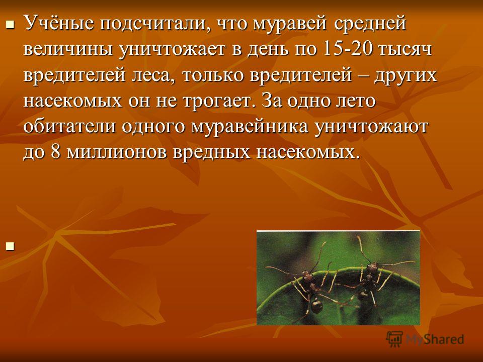 [PUNIQRANDLINE-(au-dating-names.txt) 44 Доклад наблюдение за муравьями 5636
