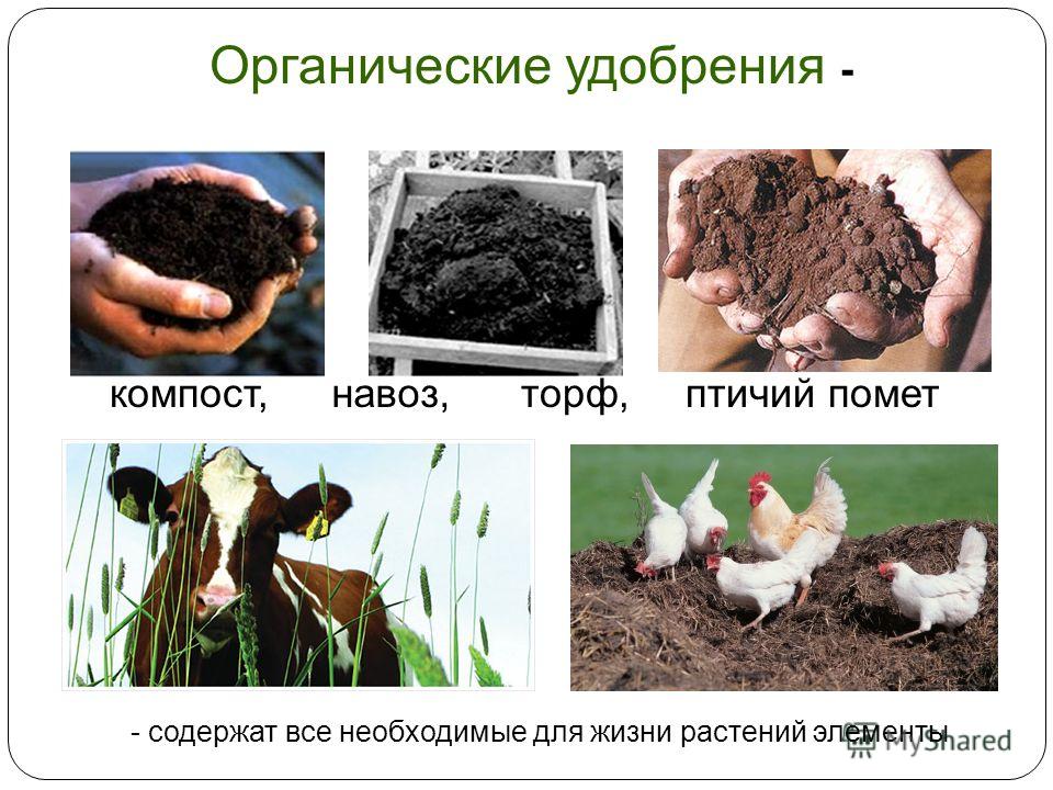Какое удобрение лучше минеральное или органическое Какое удобрение лучше минеральное или органическое