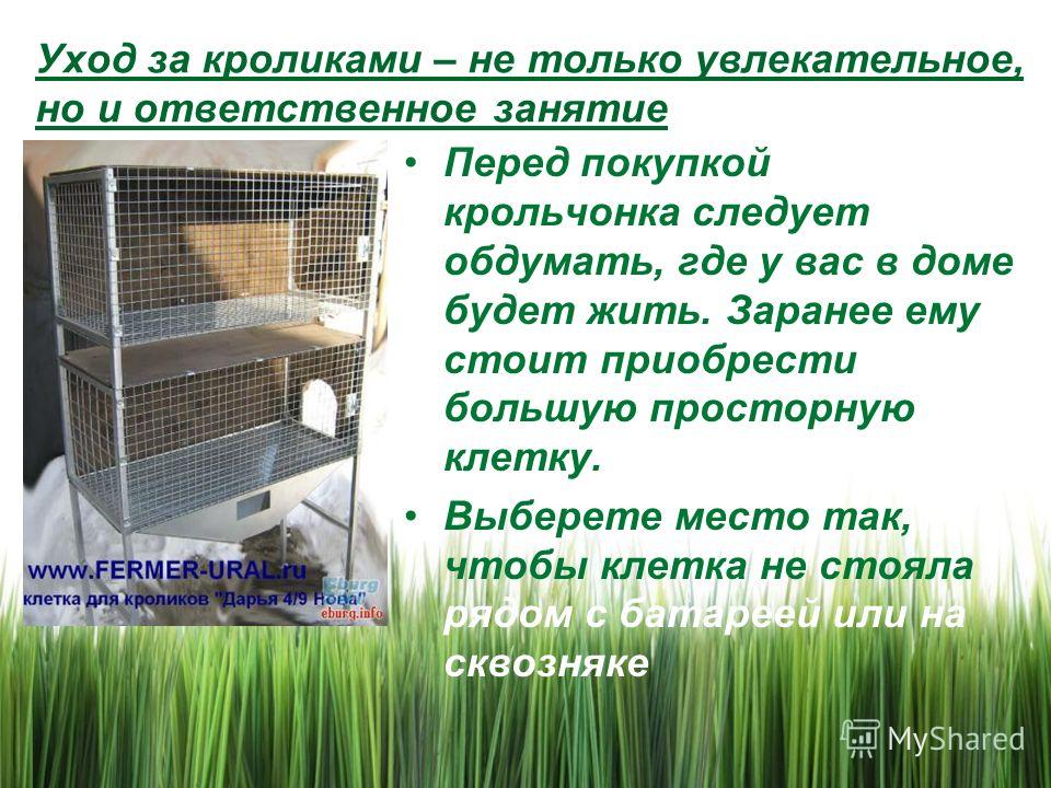 Кролики. как ухаживать за кроликами в домашних условиях Кролики. как ухаживать за кроликами в домашних условиях