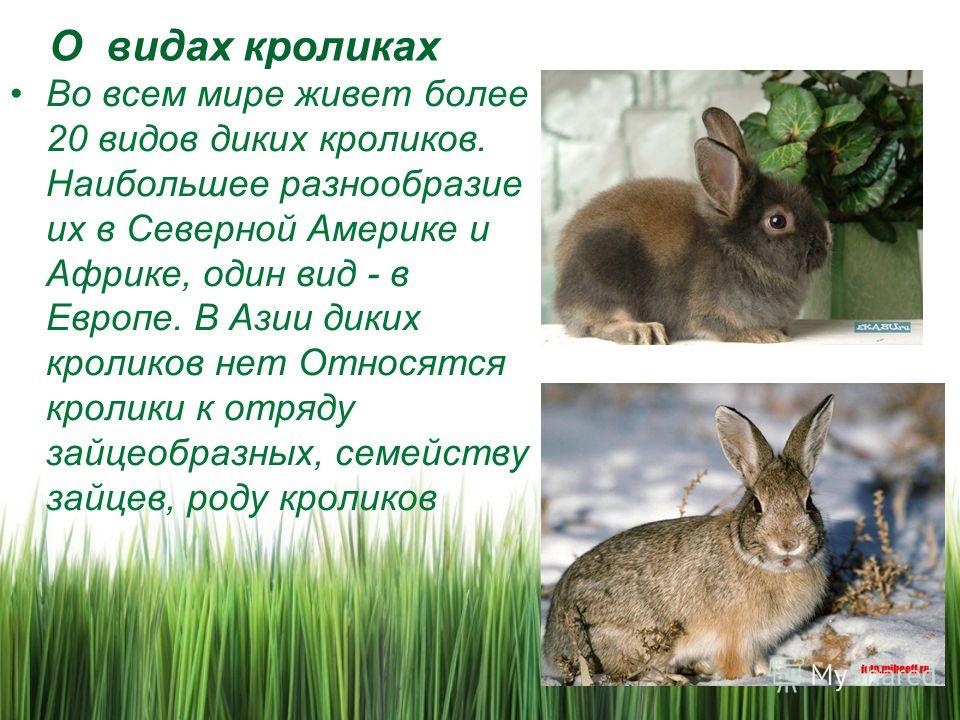 Книги про кроликов скачать бесплатно