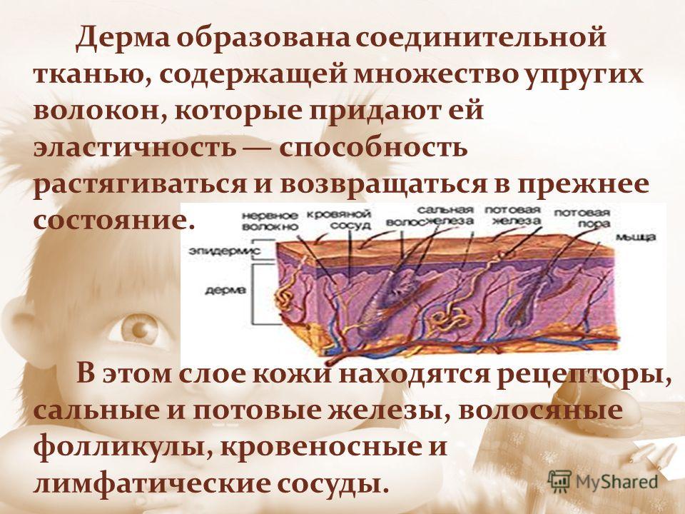 Собственно кожа образованная Собственно кожа образованная