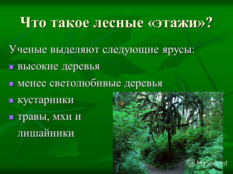[PUNIQRANDLINE-(au-dating-names.txt) 60 Доклад на тему едоки леса 7504