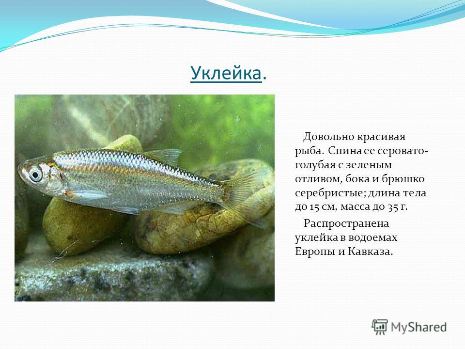 Уклейка. Довольно красивая рыба. Спина ее серовато- голубая с зеленым отливом, бока и брюшко серебристые; длина тела до 15 см, масса до 35 г. Распространена уклейка в водоемах Европы и Кавказа.