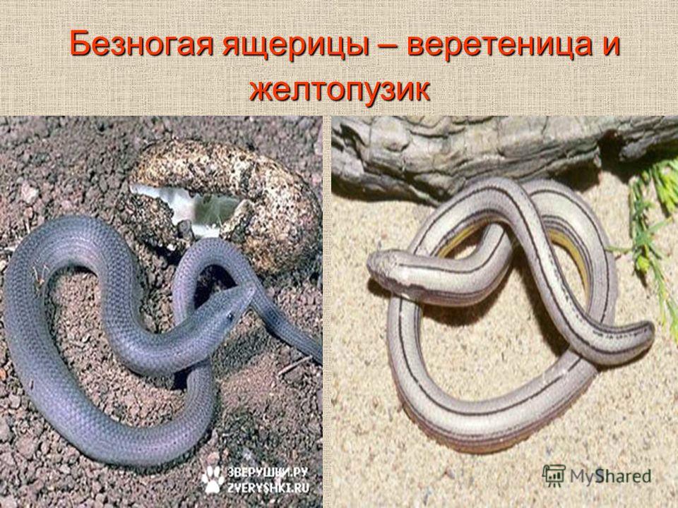 безногая ящерица желтопузик фото