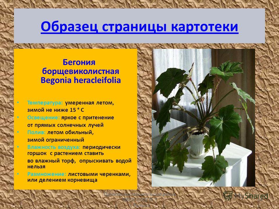 Комнатные растения уход картотека растений Комнатные растения уход картотека растений