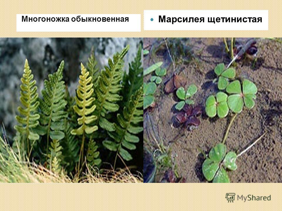Папоротники Покрытосеменные Однодольные