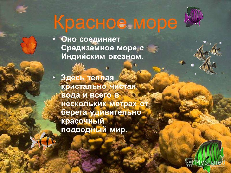 Проект красное море почему оно такого цвета