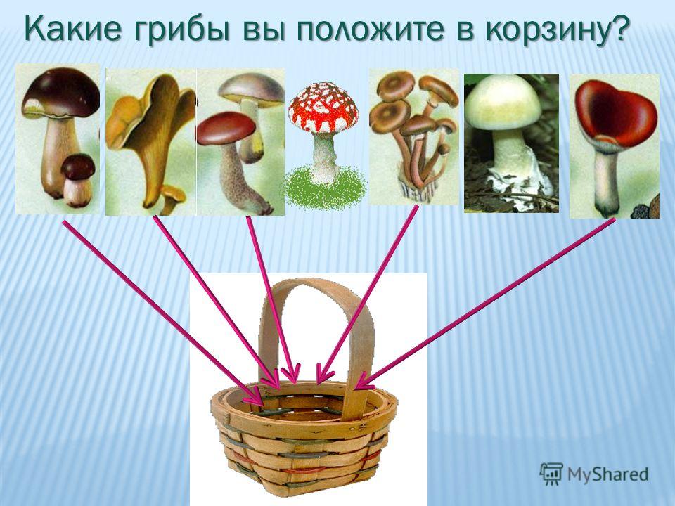 Какие грибы вы положите в корзину?