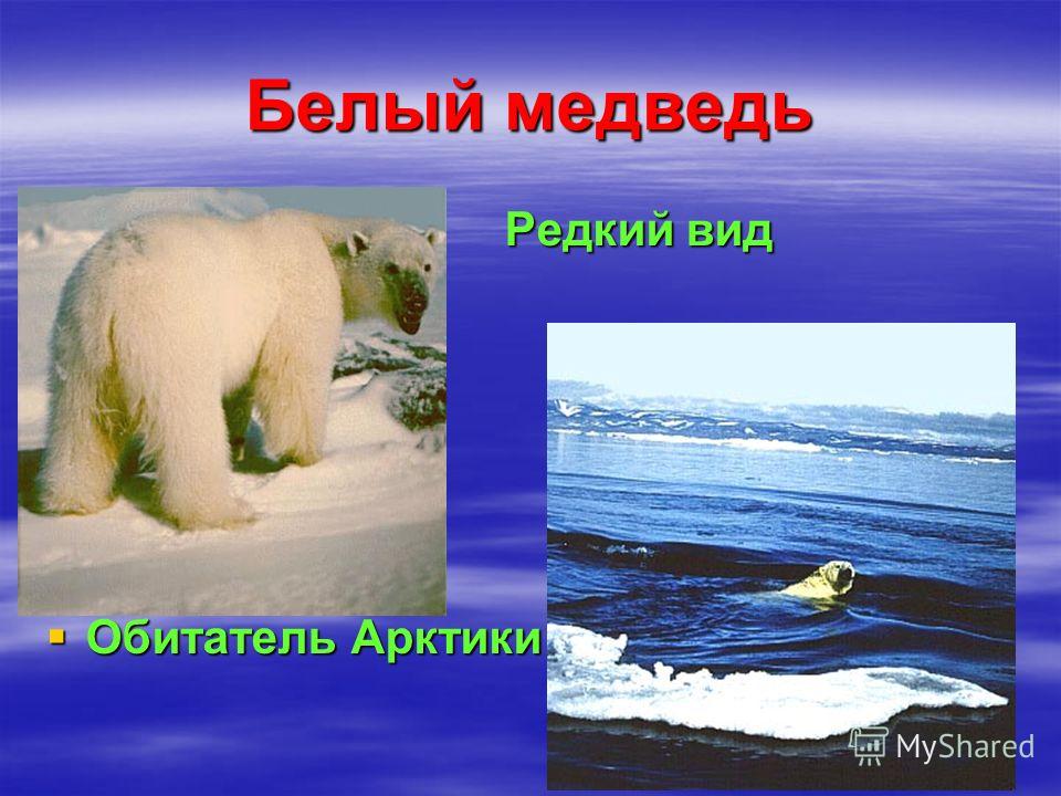 Белый медведь Редкий вид Редкий вид Обитатель Арктики Обитатель Арктики