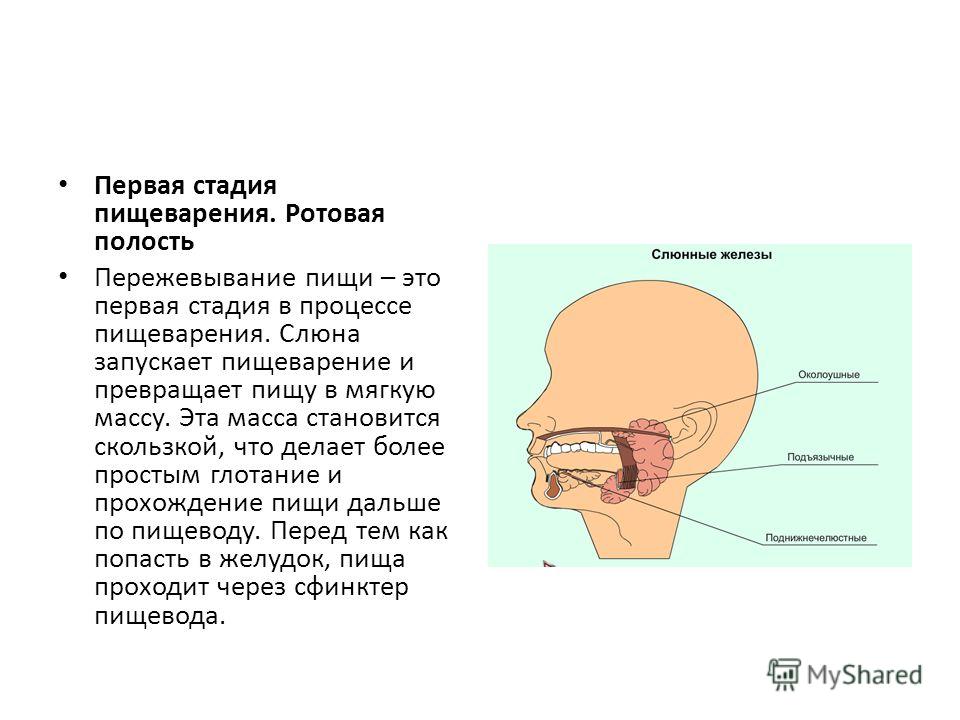 Презентация на тему: "Цель. На основании знаний о строении и функциях органов пи