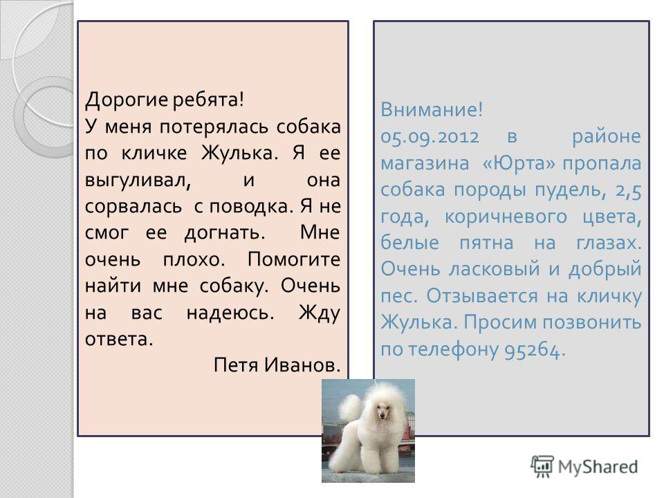 объявление пропала собака образец