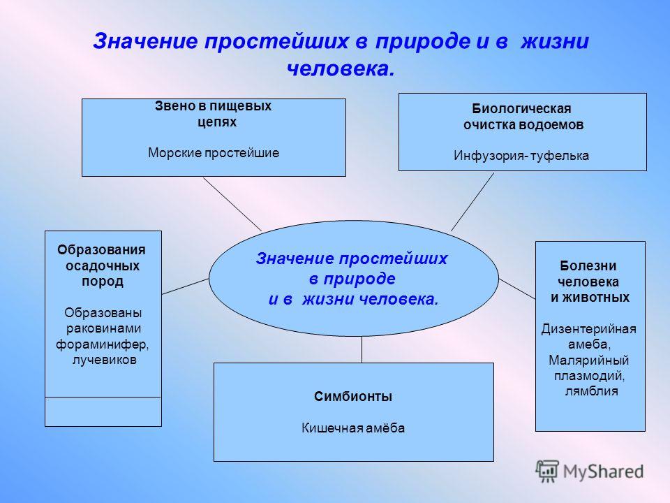 Таблица роль и значение различных групп простейших