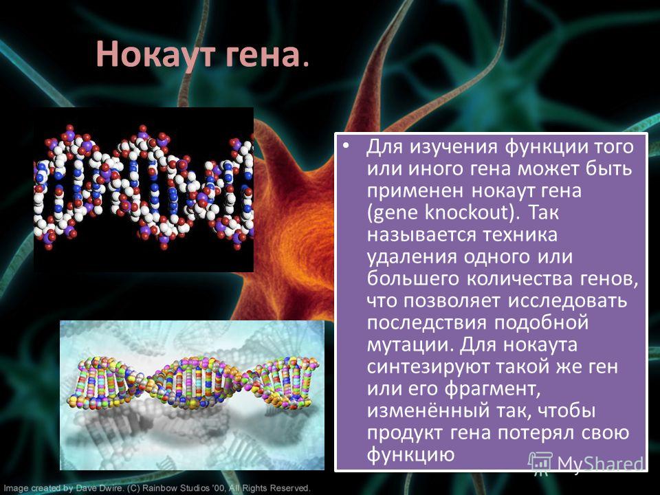 Нокаут гена. Для изучения функции того или иного гена может быть применен нокаут гена (gene knockout). Так называется техника удаления одного или большего количества генов, что позволяет исследовать последствия подобной мутации. Для нокаута синтезиру
