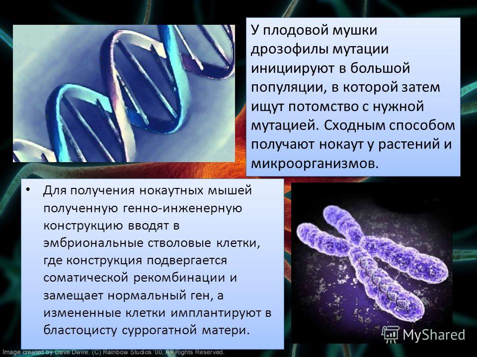 Для получения нокаутных мышей полученную генно-инженерную конструкцию вводят в эмбриональные стволовые клетки, где конструкция подвергается соматической рекомбинации и замещает нормальный ген, а измененные клетки имплантируют в бластоцисту суррогатно