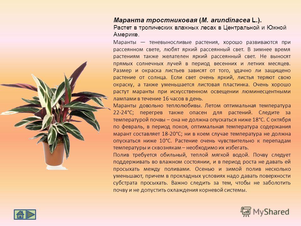 Грунт для маранты
