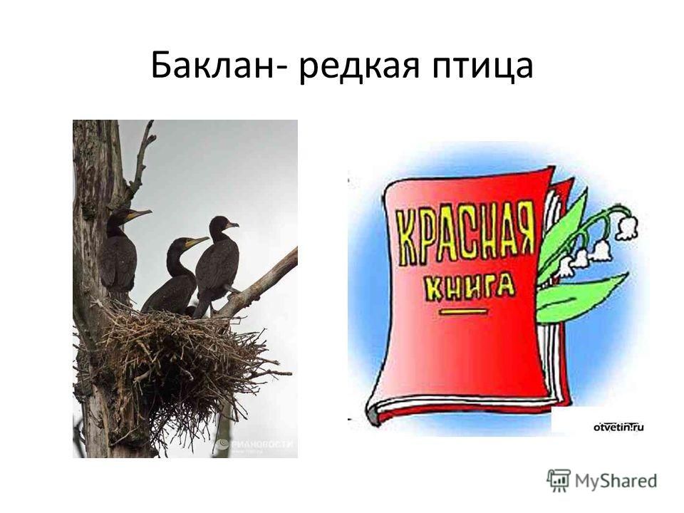 Астраханские Птицы Названия Фото
