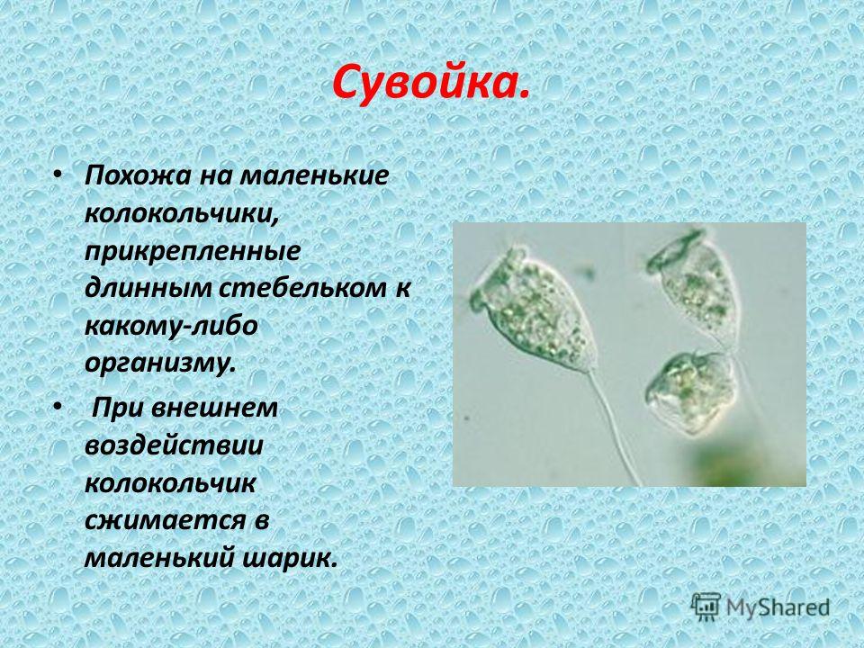 Инфузория - сувойка Инфузория - сувойка