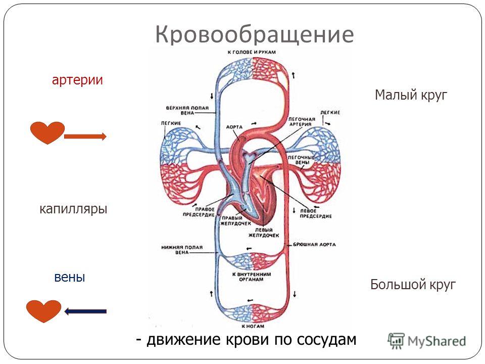 Кровеносная система человека схема 4 класс Кровеносная система человека схема 4 класс