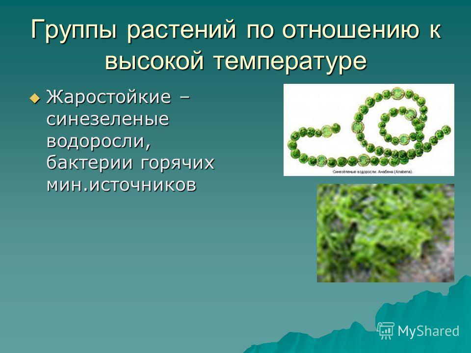 Отношение растений с бактериями Отношение растений с бактериями