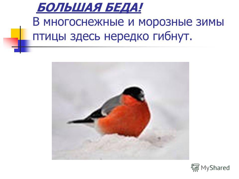 Где находятся снегири летом Где находятся снегири летом