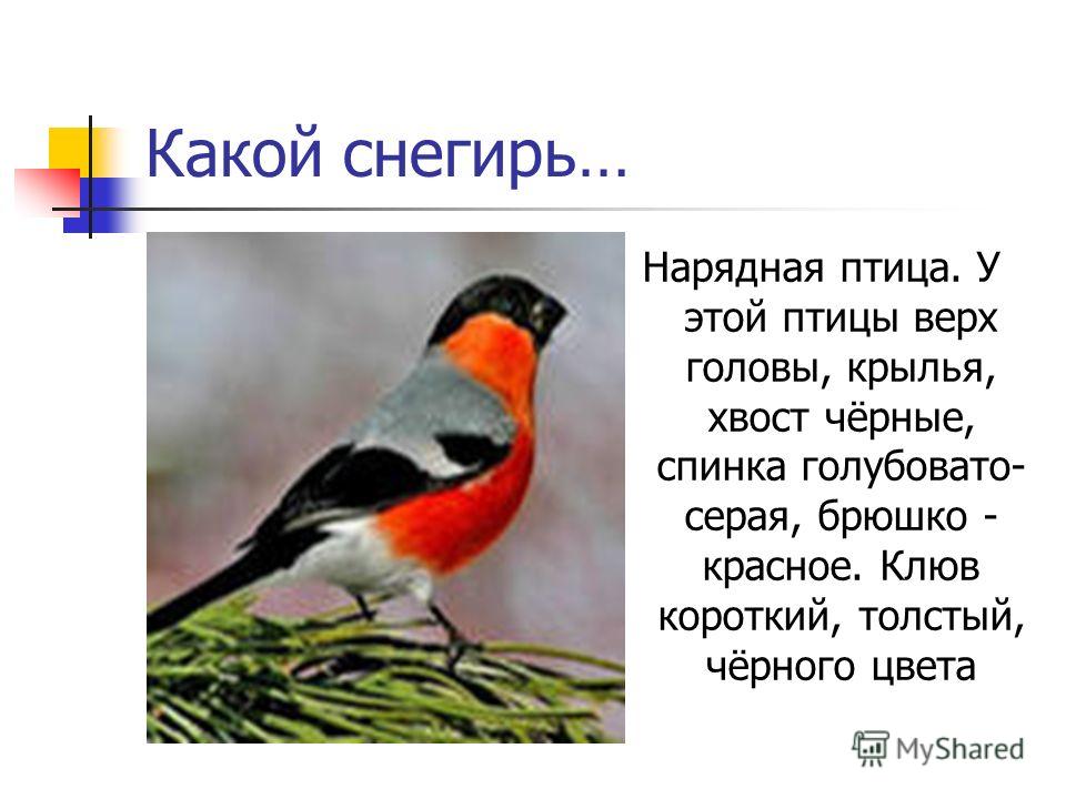 Интересные факты о снегире 58 фото - ZooClever.ru