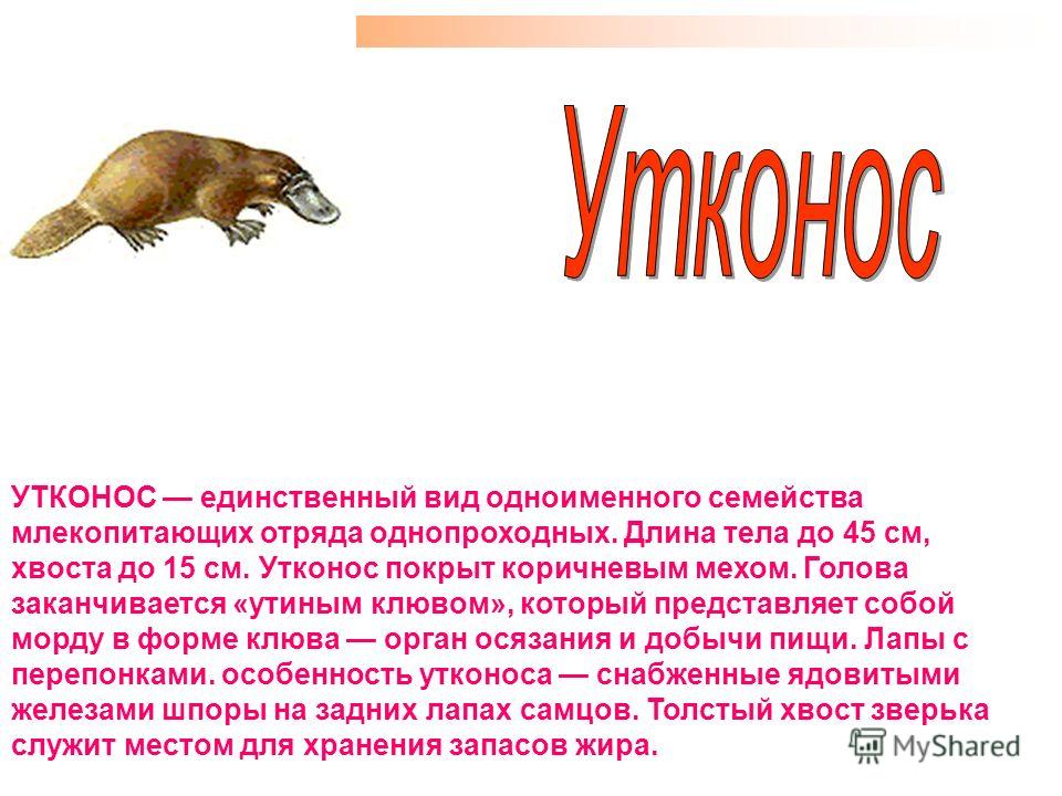 Утконос группа животных 2 класс окружающий мир: найдено 89 картинок