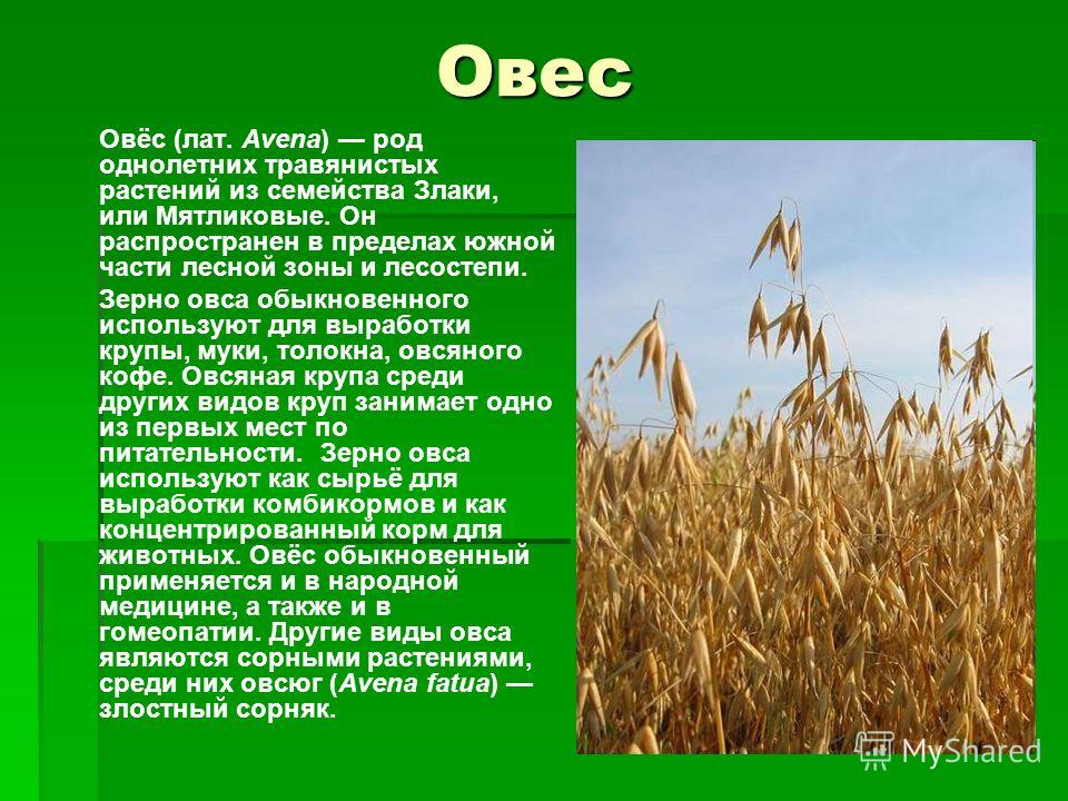 Основные районы выращивания ржи 90