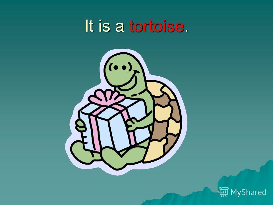 It is a tortoise.